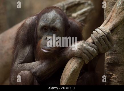 Malaga, Spanien. April 2024. Ein neuer, zehnjähriger männlicher Bornean Orang-Utan (Pongo pygmaeus) namens Popo wird in seinem Gehege am Bioparc in Fuengirola gesehen. Bioparc Fuengirola begrüßt die Ankunft eines neuen Bornean-Orang-Utans namens „Popo“, der nach dem Tod des früheren Alpha-Mannes der Orang-Utan-Gruppe zum neuen dominanten Orang-Utan wird. Ab 2002 nimmt Bioparc Fuengirola am EAZA Ex-situ-Programm (EEP) Teil, einem Programm zur Erhaltung und Fortpflanzung von Wildtieren. (Foto von Jesus Merida/SOPA Images/SIPA USA) Credit: SIPA USA/Alamy Live News Stockfoto