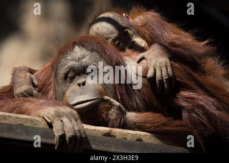 Malaga, Spanien. April 2024. Ein männliches Orang-Utan-Baby „Neo“ (R) wird mit einem weiblichen Orang-Utan namens „Muka“ (L) in ihrem Gehege am Bioparc in Fuengirola gesehen. Bioparc Fuengirola begrüßt die Ankunft eines neuen Bornean-Orang-Utans namens „Popo“, der nach dem Tod des früheren Alpha-Mannes der Orang-Utan-Gruppe zum neuen dominanten Orang-Utan wird. Ab 2002 nimmt Bioparc Fuengirola am EAZA Ex-situ-Programm (EEP) Teil, einem Programm zur Erhaltung und Fortpflanzung von Wildtieren. Quelle: SOPA Images Limited/Alamy Live News Stockfoto