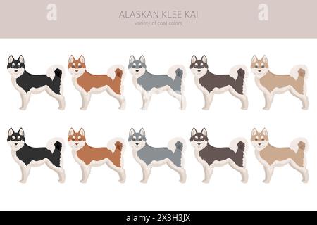 Alaska Klee Kai alle Farben Clipart. Verschiedene Mantelfarben eingestellt. Vektordarstellung Stock Vektor