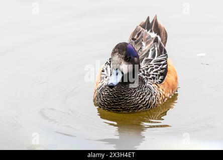 Chiloé-Witwe, gebürtig in Südamerika. Slimbridge Stockfoto