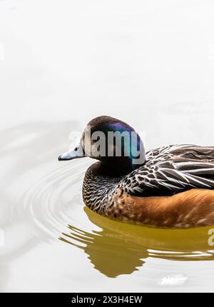 Chiloé-Witwe, gebürtig in Südamerika. Slimbridge Stockfoto