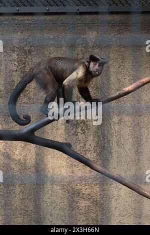 Ein Kapuzineraffe (Cebus apella), der in seinem Gehege im Nogeyama Zoo in Yokohama, Japan, klettert. Stockfoto