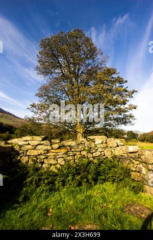 Ein großer Baum an der kleinen Ruine von Gellerts Grave vor Beddgelert im Eryri-Nationalpark in Wales, vor dem Hintergrund strahlender Zirruswolken Stockfoto