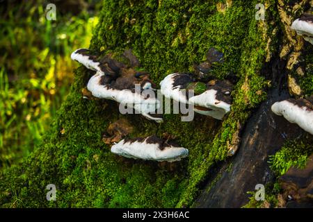 Klappenpilze wachsen auf dem moosbedeckten Baumstamm einer Eiche in den gemäßigten Regenwäldern des Eryri National Park in Wales Stockfoto