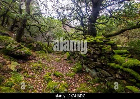 Verzauberter Wald. Stockfoto