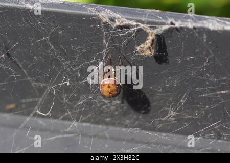 Weibliche Kaninchen-Hutch-Spinne, Steatoda bipunctata in einem Netz unter einem grauen Tischrand. Eine Spinne aus dem Spinnennetz, Familie Theridiidae. Frühling, April, Niederlande. Stockfoto