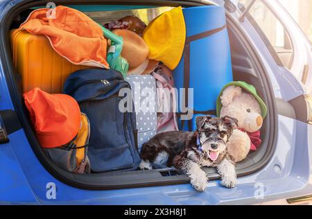 Porträt eines kleinen Schnauzer-Welpen im Kofferraum eines Autos mit Sachen für Reisen Stockfoto