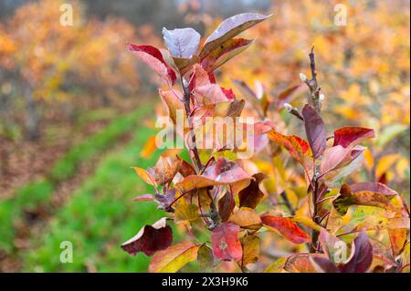 Apfel- und Birnenbäume im Herbst in einem englischen Obstgarten Stockfoto