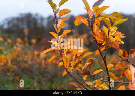 Apfel- und Birnenbäume im Herbst in einem englischen Obstgarten Stockfoto