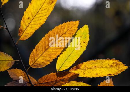 Kastanienblätter im Herbst, die von der Sonne beleuchtet werden, goldene, gelbe und grüne Blätter. Castanea sativa. Stockfoto