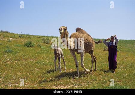 Beduinenmädchen läuft mit einem Kamel und ihrem Baby in der Wüste Stockfoto