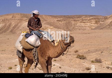 Beduinenmensch reitet auf einem Kamel in der judäischen Wüste Stockfoto