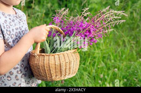 Nahaufnahme eines Mädchens, das draußen einen Korb mit Blumen hält. Brauner Korb mit Chamaenerion angustifolium, feuerweed, großer Weidenweide. Stockfoto