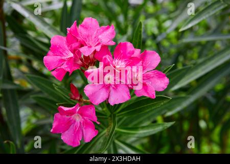 Nahaufnahme von rosa Oleander blüht im Garten Stockfoto