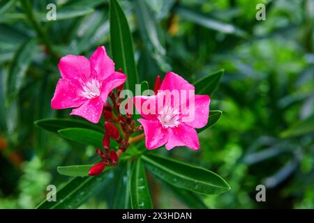 Nahaufnahme von rosa Oleander blüht im Garten Stockfoto