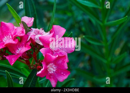 Nahaufnahme von rosa Oleander blüht im Garten Stockfoto