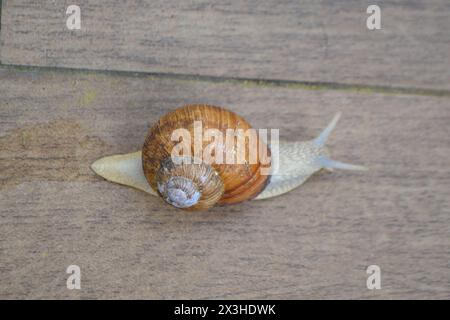 Römische Schnecke - Helix pomatia, Gemeine Schnecke aus europäischen Gärten und Wiesen, Tschechische Republik. Hochwertiges Foto Stockfoto