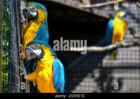 Wunderschöner Ara auf dem Zweig in der offenen Zoo Safari Welt, Bangkok Thailand. Hochwertige Fotos Stockfoto