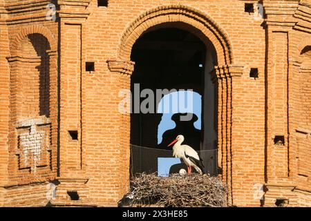 Weißstörche nisten auf einem Glockenturm, Kirche Alfaro, Region Rioja, Spanien Stockfoto