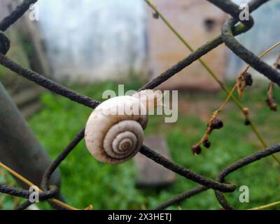 Schuss einer weißen Traubenschnecke Helix pomatia, die auf dem Baumstamm kriecht. Hochwertige Fotos Stockfoto