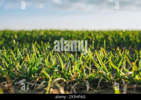 Im Herzen Lettlands erstreckt sich eine endlose Graslandschaft, so weit das Auge reicht, ein Beweis für die natürliche Pracht des Landes. Stockfoto