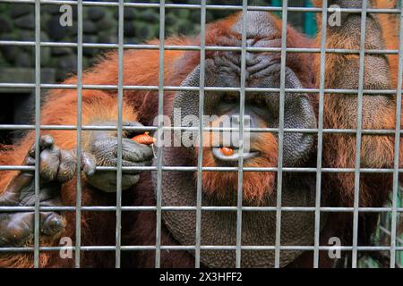 Bornean Orang-Utan ist ein ständiger Bewohner des Jogja Wildlife Rescue Center, da sein Verhalten ungewöhnlich ist und nicht in die Wildnis freigesetzt werden kann. Stockfoto