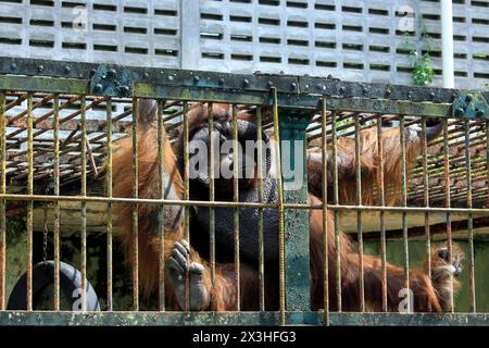 Der alte Orang-Utan (pongo pygmaeus) befindet sich in schlechtem Zustand hinter dem Eisenkäfig im Gembira Loka Zoo. Stockfoto