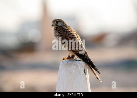 Eine Nahaufnahme eines niedlichen Falkenfalkenvogels Stockfoto