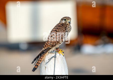 Eine Nahaufnahme eines niedlichen Falkenfalkenvogels Stockfoto