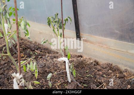 Der kranke junge Tomatenstrauch. Gefrorene getrocknete Blätter von Tomatensämlingen, die kürzlich im Gewächshaus gepflanzt wurden Stockfoto