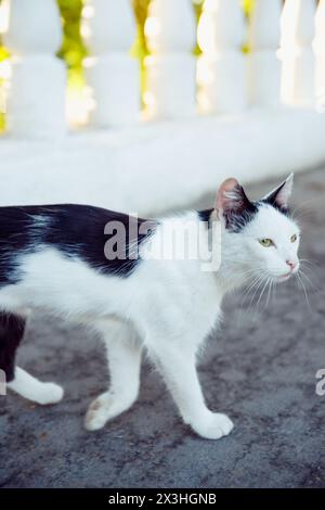 Wilde Katze. Schwarz-weiße, dünne und hungrige Katze spaziert auf dem Bürgersteig. Heimatlose Tierkatze. Stockfoto