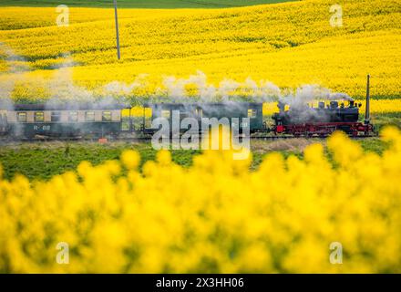 Posewald, Deutschland. April 2024. Die Dampflokomotive 99 4801, die 1938 im Lokomotivwerk Henschel (Kassel) gebaut wurde, zieht einen Personenzug der Rügenschen Bäderbahn (RüBB) auf der Ostseeinsel Rügen zwischen blühenden Rapsfeldern. Der sogenannte „Rasender Roland“ verläuft zwischen Göhren und Putbus auf Schmalspurgleisen mit einer Spurweite von 750 Millimetern. Der bei Touristen besonders beliebte Zug überquert seit 1895 die Insel mit komfortablen 30 Stundenkilometern und verbindet die Badeorte miteinander. Seit dem b Credit: dpa/Alamy Live News Stockfoto