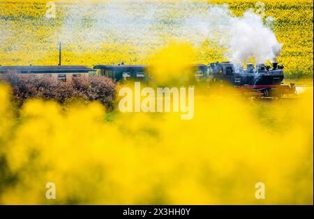 Posewald, Deutschland. April 2024. Die Dampflokomotive 99 4801, die 1938 im Lokomotivwerk Henschel (Kassel) gebaut wurde, zieht einen Personenzug der Rügenschen Bäderbahn (RüBB) auf der Ostseeinsel Rügen zwischen blühenden Rapsfeldern. Der sogenannte „Rasender Roland“ verläuft zwischen Göhren und Putbus auf Schmalspurgleisen mit einer Spurweite von 750 Millimetern. Der bei Touristen besonders beliebte Zug überquert seit 1895 die Insel mit komfortablen 30 Stundenkilometern und verbindet die Badeorte miteinander. Seit dem b Credit: dpa/Alamy Live News Stockfoto