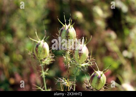 Schwarzkümmel oder Nigella sativa oder Schwarzer Kümmel oder Schwarzer Samen oder Fenchel- oder Muskatblüten oder Schwarzer Zwiebelsamen oder Nigella oder römischer Koriander Stockfoto