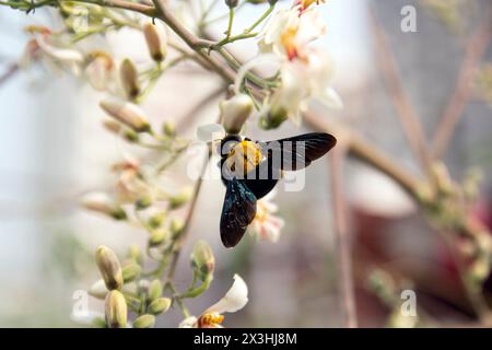 Haarige Hummel männlich von frühbrütenden Humble-Bee, Bombus pratorum fliegt um grünes Blatt und Blume von Trommelstock Baum. Es sammelt Honigblumen an Stockfoto