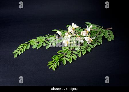 Blume und junge Blätter frischer grüner medizinischer Schoten von Moringa oleifera, Meerrettich, Trommelstock Baum isoliert auf schwarzem Hintergrund. Es hat mich großartig Stockfoto