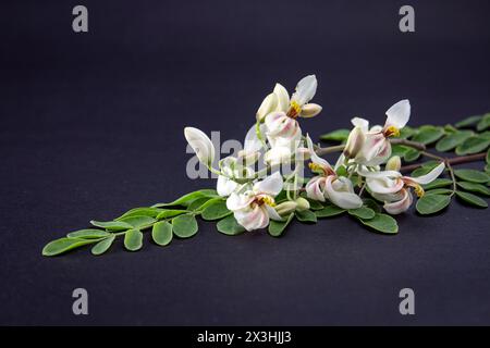 Blume und junge Blätter frischer grüner medizinischer Schoten von Moringa oleifera, Meerrettich, Trommelstock Baum isoliert auf schwarzem Hintergrund. Es hat mich großartig Stockfoto