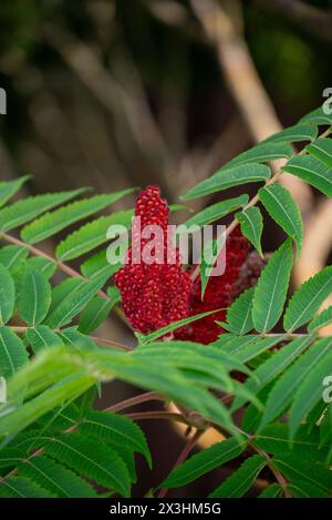 Glatter Sumak, eine rote Blume, ragt zwischen grünen Blättern auf einem Baumzweig hervor Stockfoto