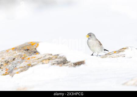 Ein weißgeflügelter Schneefink (Montifringilla nivalis) im Schnee. Stockfoto