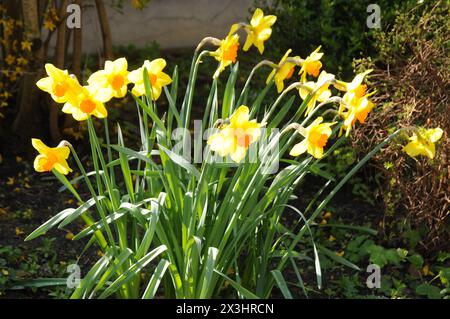 Kopenhagen, Dänemark /27 April 2024/.Narzissen Blumen und Pflanzen in der Hauptstadt Kopenhagen. Foto.Francis Joseph Dean/Dean Bilder sind nicht für den kommerziellen Gebrauch, sondern nur für redaktionelle Zwecke bestimmt Stockfoto