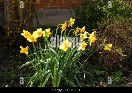 Kopenhagen, Dänemark /27 April 2024/.Narzissen Blumen und Pflanzen in der Hauptstadt Kopenhagen. Foto.Francis Joseph Dean/Dean Bilder sind nicht für den kommerziellen Gebrauch, sondern nur für redaktionelle Zwecke bestimmt Stockfoto