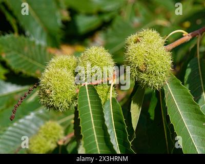 Kastanienfrucht (Castanea sativa) reift, Forest of Dean, Parkend, Gloucestershire, Vereinigtes Königreich, Oktober. Stockfoto