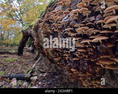 Stumpfknochenstamm (Psathyrella piluliformis) Dichter Klumpen auf einem verrottenden Baumstamm der gefallenen Buche (Fagus sylvatica), New Forest, Hampshire, Vereinigtes Königreich, Nov. Stockfoto