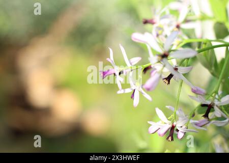 Rosenkranzbaum, Melia Azedarach (Rosenkranzbaum oder Chinaberry) Blüten sind klein und duften mit hellen violetten oder lilafarbenen Blüten. Stockfoto