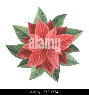 Rote Weihnachtsstern. Traditionelle Weihnachtspflanzen im Vintage-Stil. Hand gezeichnet Aquarell Illustration Urlaub Design isolierte Vorlage für Einladung, gr Stockfoto