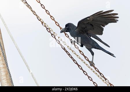 Großschnabelkrähe (Corvus macrorhynchos) klettert an einer Metallkette. Stockfoto