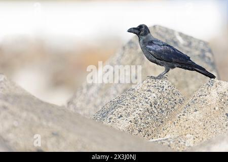 Großschnabelkrähe (Corvus macrorhynchos) auf Hochhöhe. Stockfoto