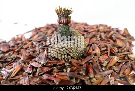 Pinienkegel und Pinienkerne in Körnern und die geschlossenen Früchte auch Stockfoto