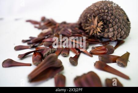 Pinienkegel und Pinienkerne in Körnern und die geschlossenen Früchte auch Stockfoto