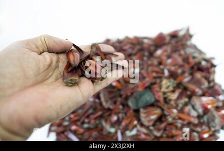 Pinienkegel und Pinienkerne in Körnern und die geschlossenen Früchte auch Stockfoto